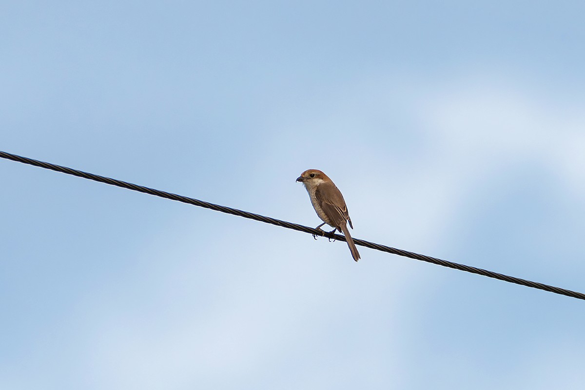 Bull-headed Shrike - ML620561356