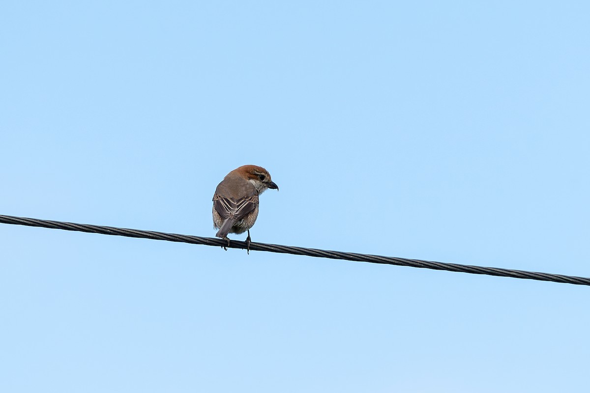 Bull-headed Shrike - ML620561357