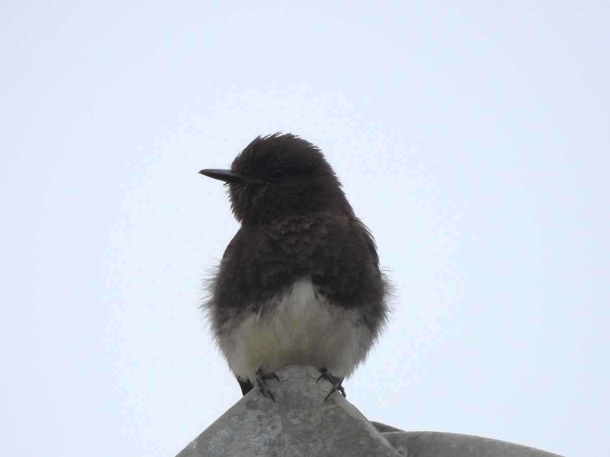 Black Phoebe - ML620561358