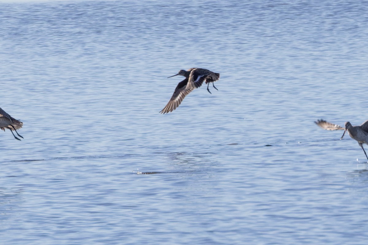 Hudsonian Godwit - Steve Popple