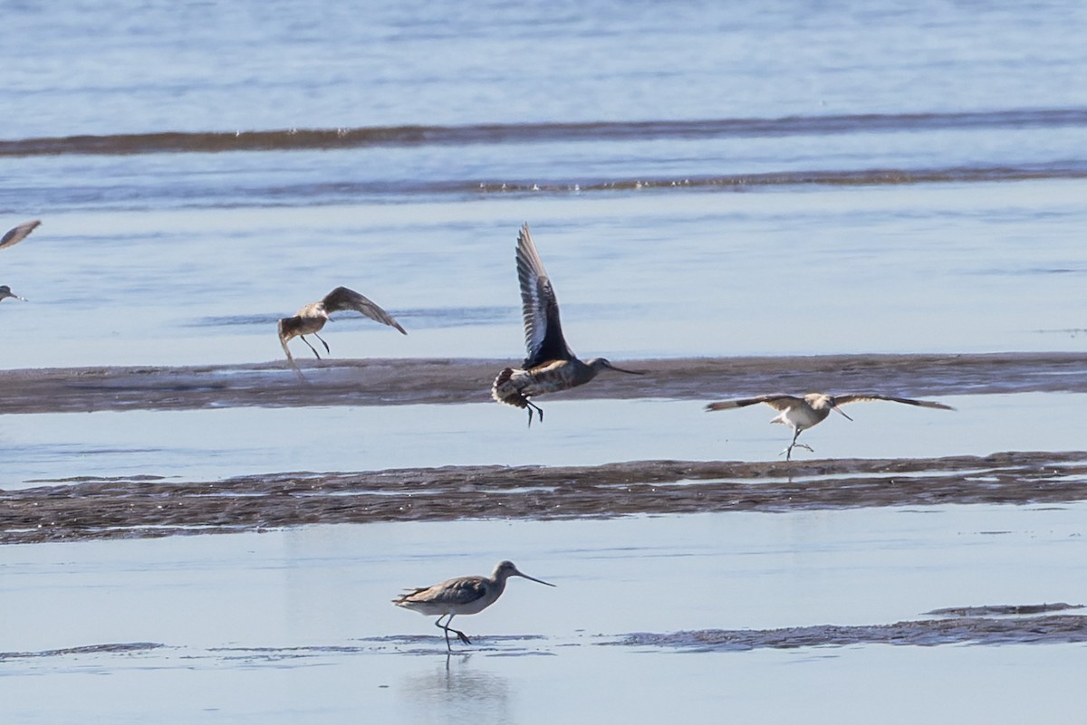 Hudsonian Godwit - ML620561361