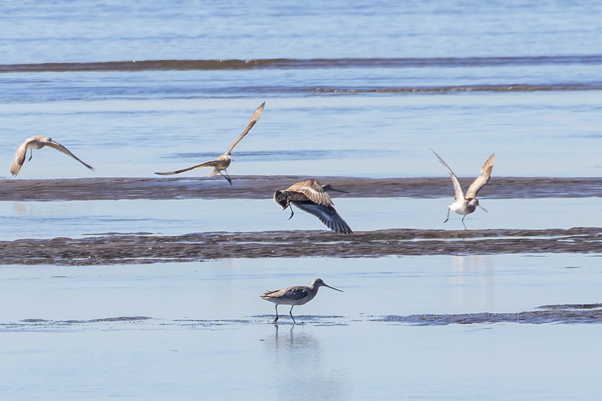 Hudsonian Godwit - ML620561362