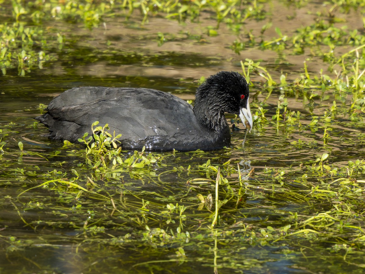 Eurasian Coot - ML620561364