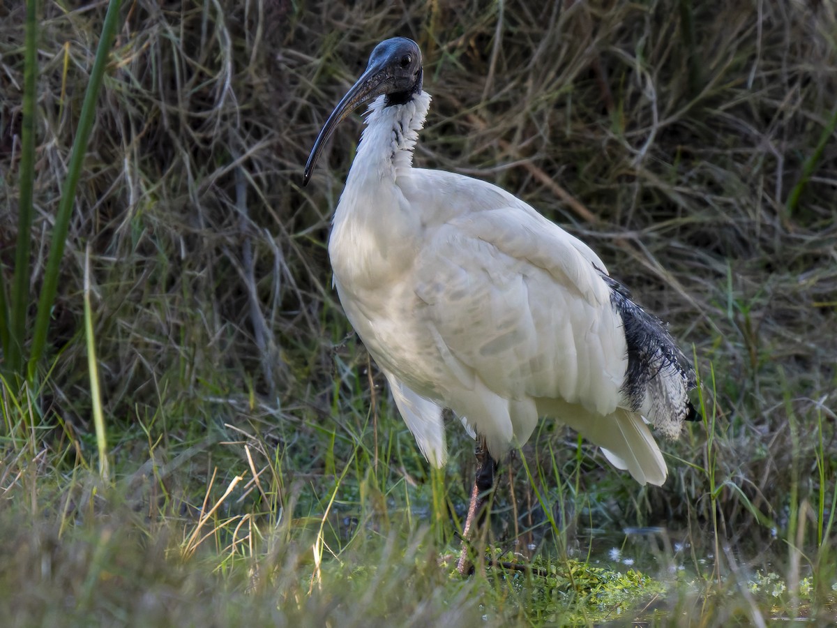 ibis australský - ML620561367