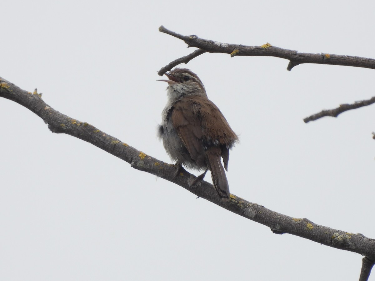 Bewick's Wren - ML620561368