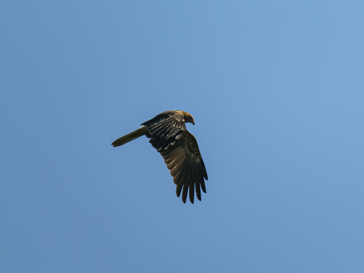 Whistling Kite - ML620561370