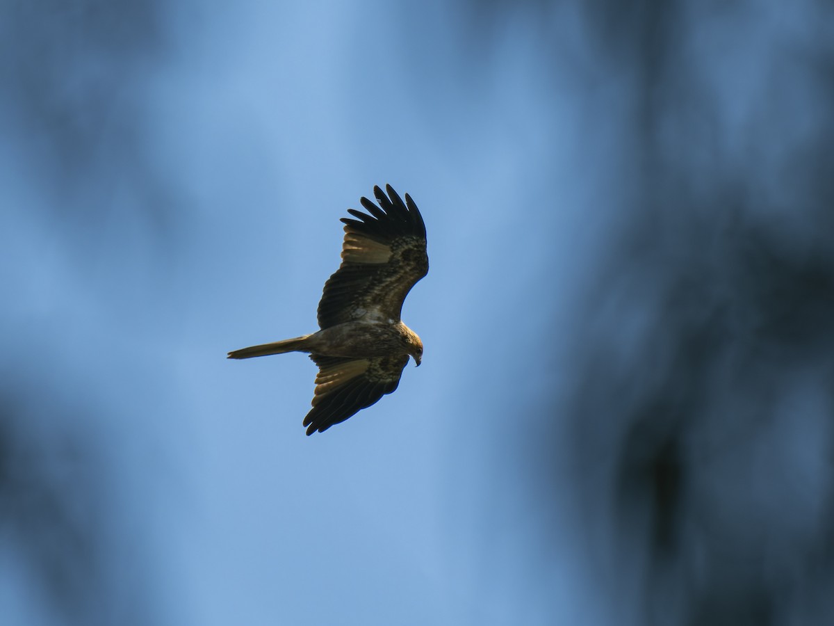 Whistling Kite - ML620561371