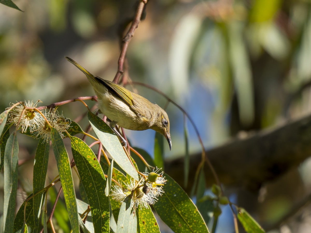 Brown Honeyeater - ML620561376