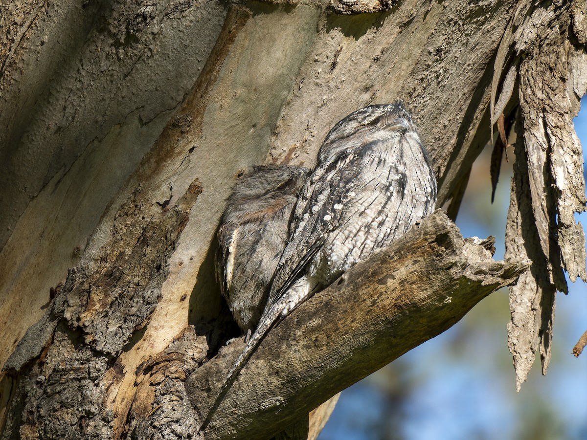 Tawny Frogmouth - ML620561379