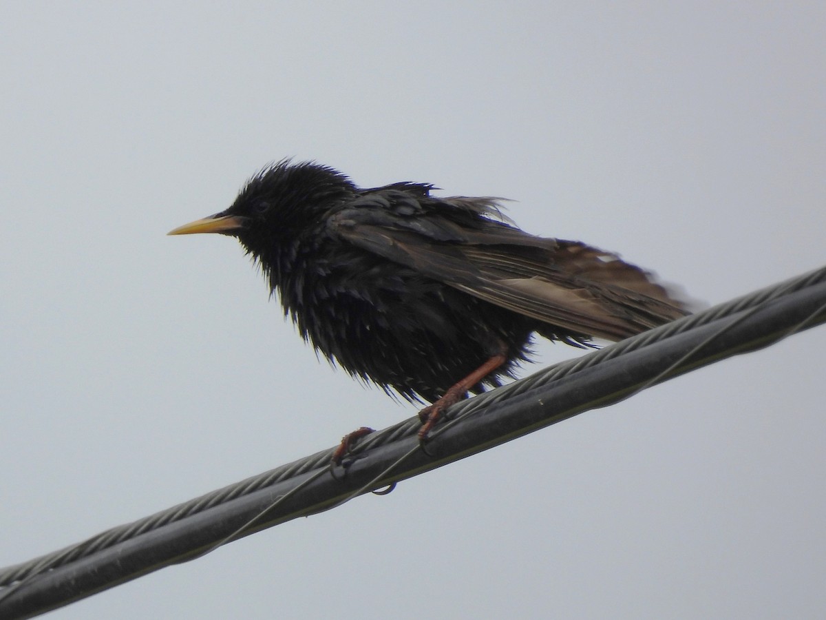 European Starling - ML620561380