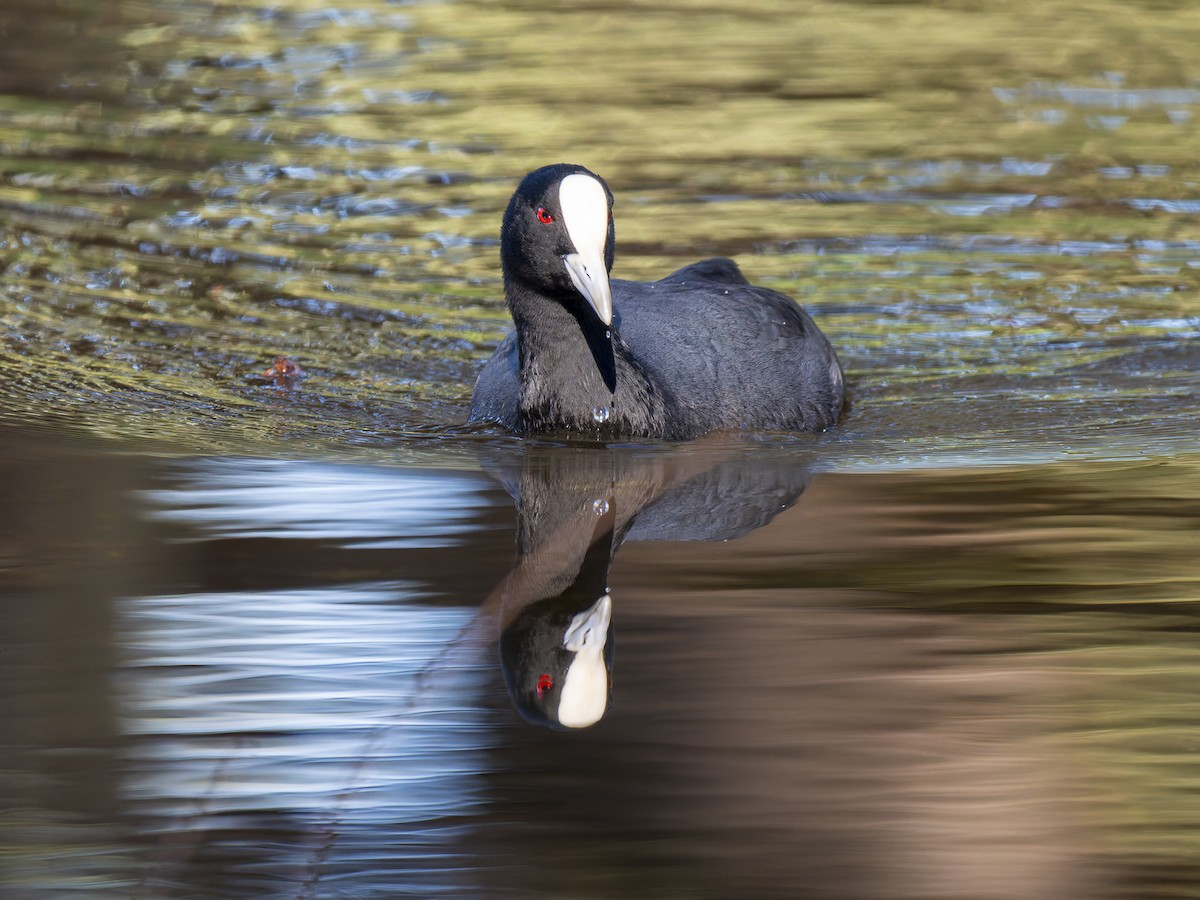 Eurasian Coot - ML620561381