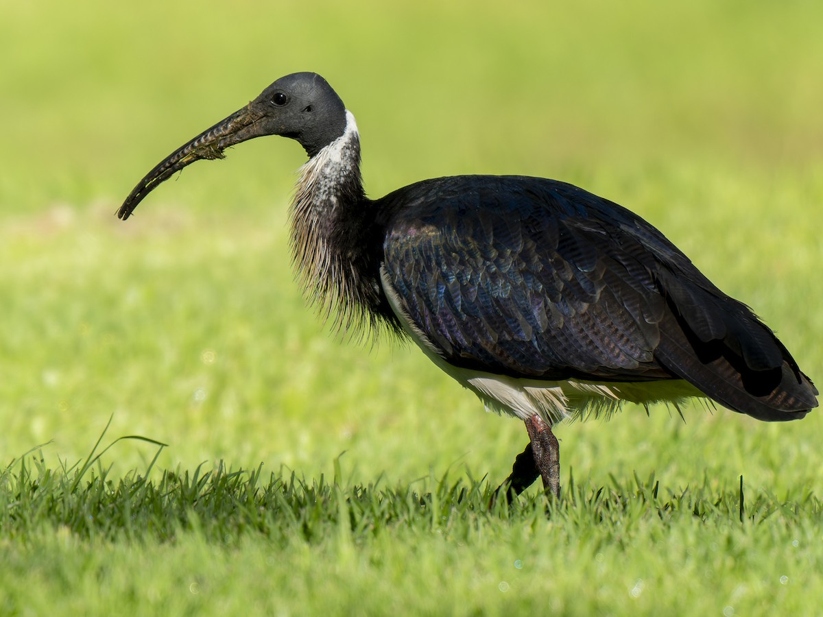 ibis slámokrký - ML620561383