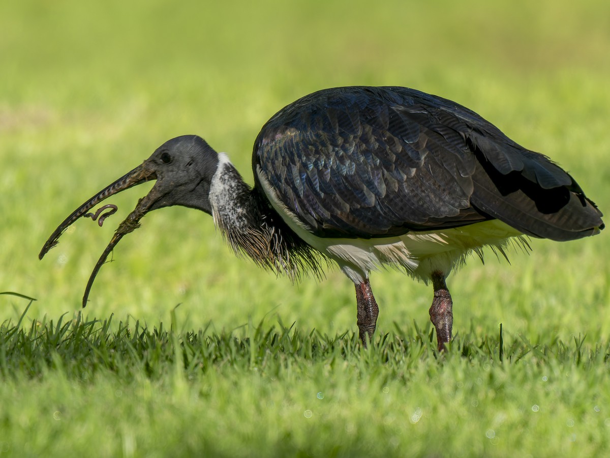 Straw-necked Ibis - Ed Rice