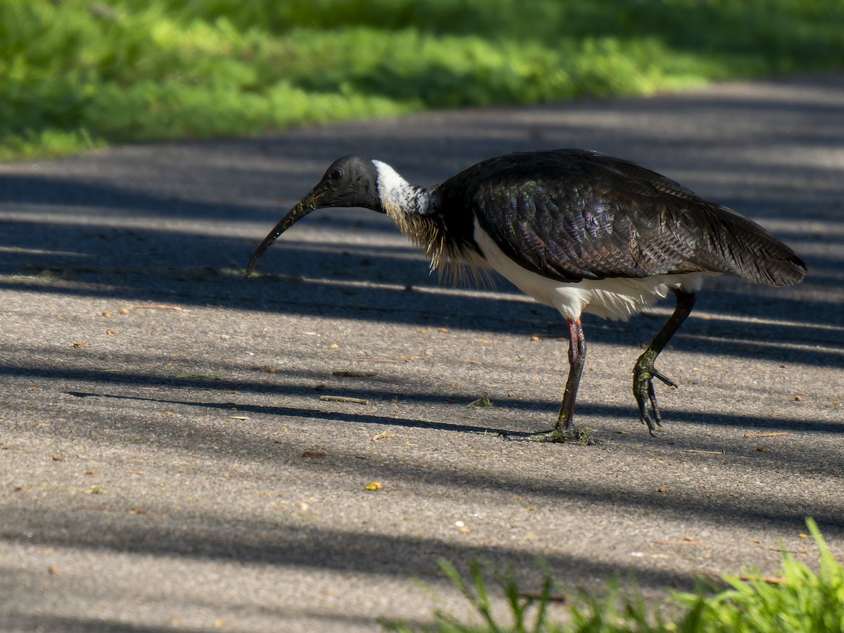 Straw-necked Ibis - ML620561385