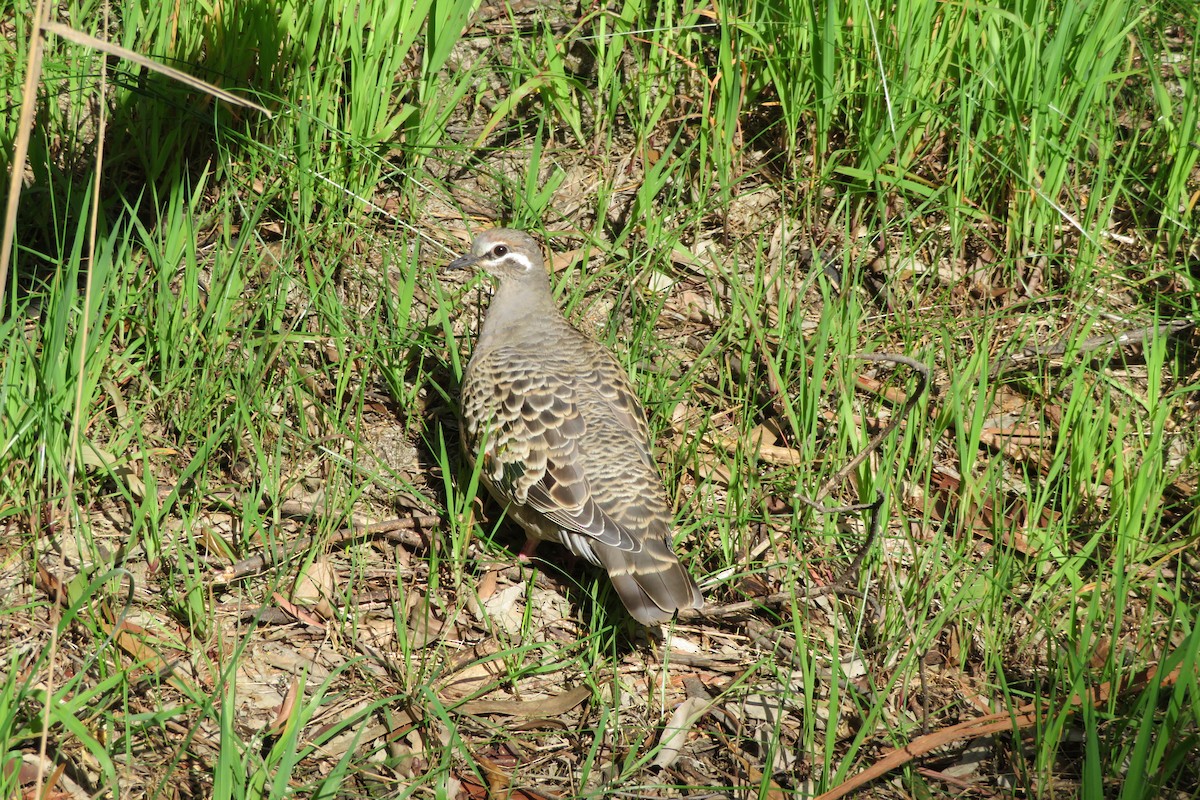 Common Bronzewing - ML620561386