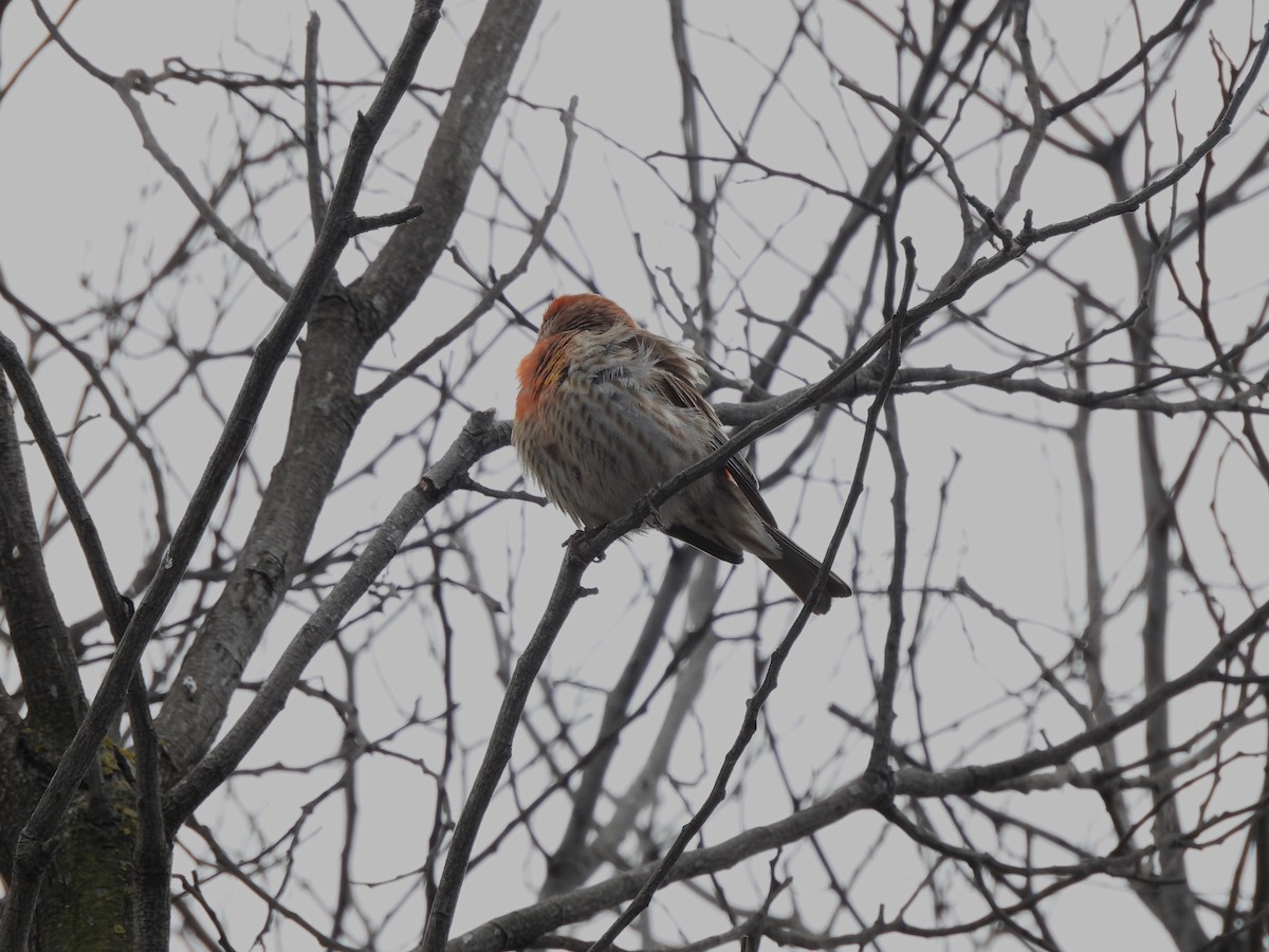 House Finch - ML620561387