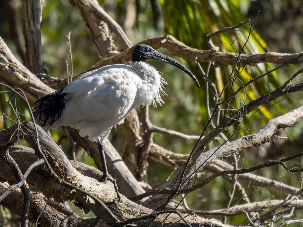 Ibis à cou noir - ML620561391