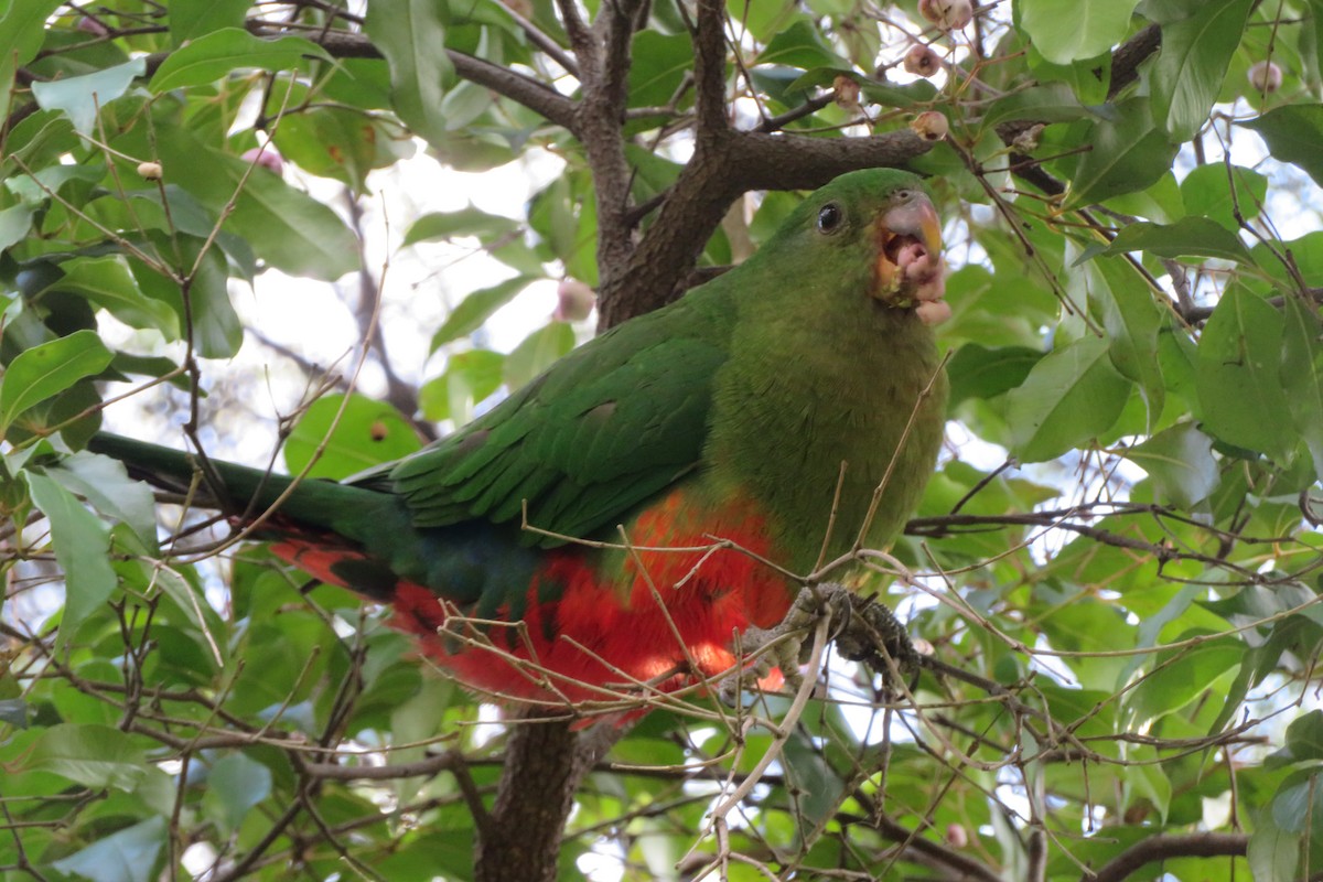 Australian King-Parrot - ML620561392