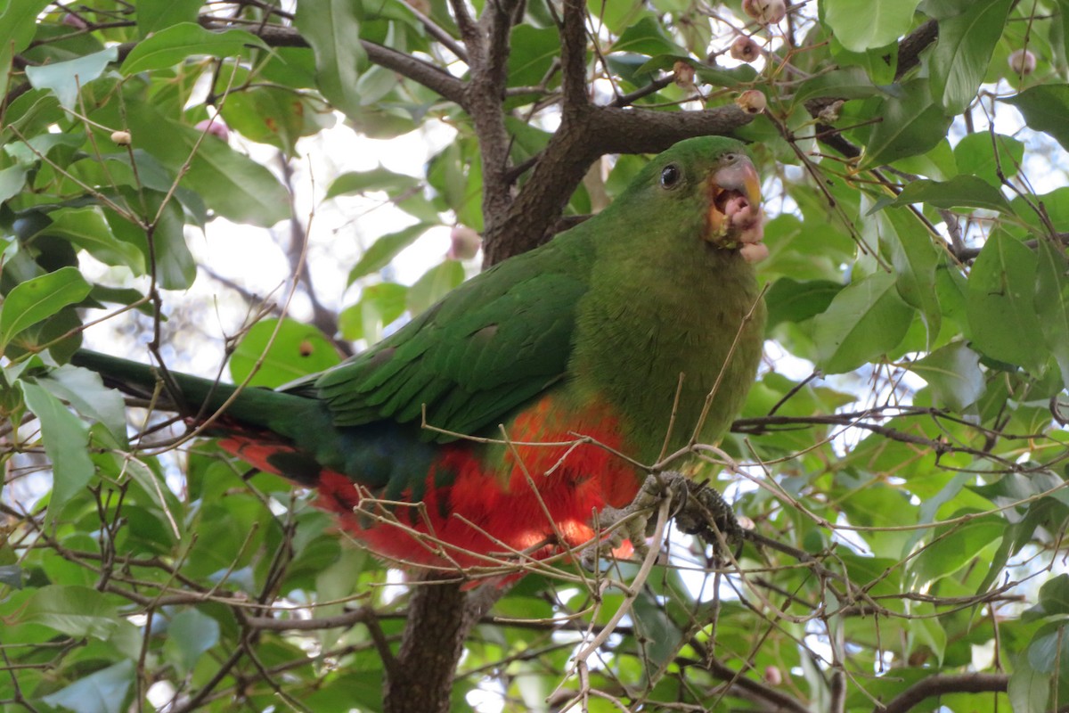 Papagayo Australiano - ML620561392