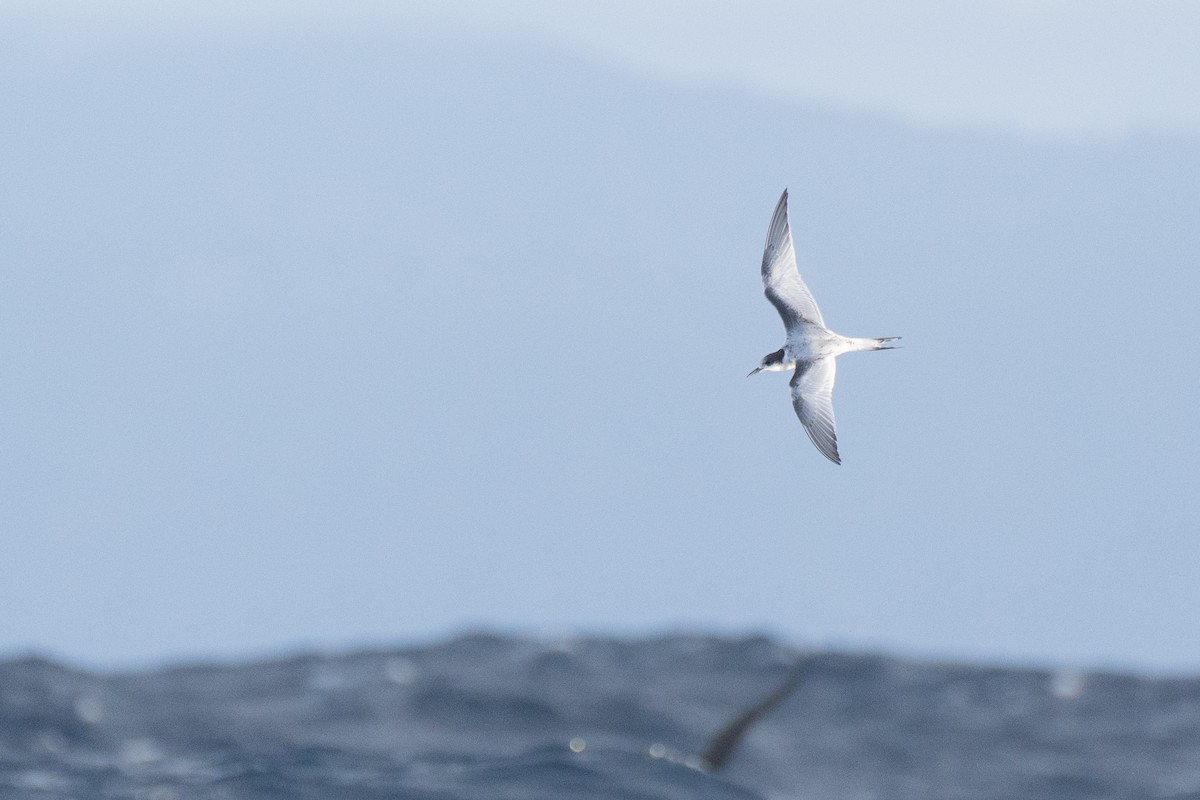 White-fronted Tern - ML620561405