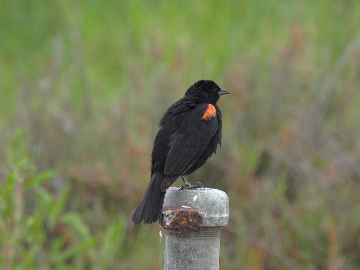 Red-winged Blackbird - ML620561407
