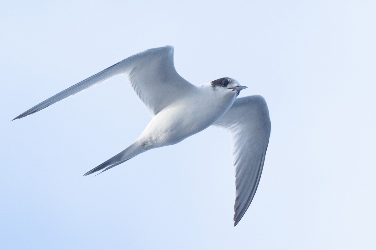 White-fronted Tern - ML620561408