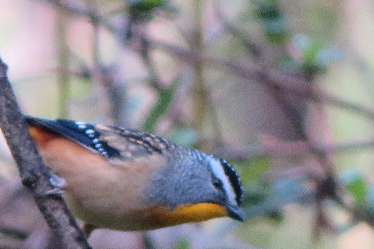 Pardalote pointillé - ML620561410