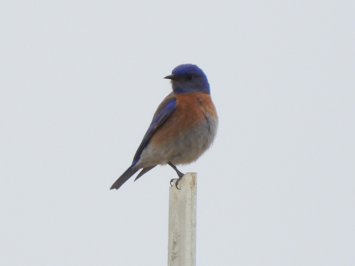 Western Bluebird - ML620561412