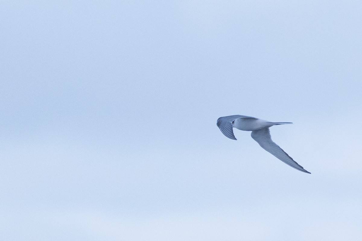 Arctic Tern - ML620561414