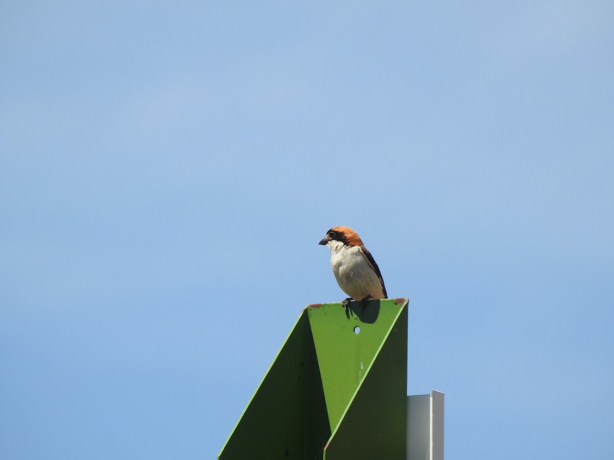 Woodchat Shrike - ML620561415