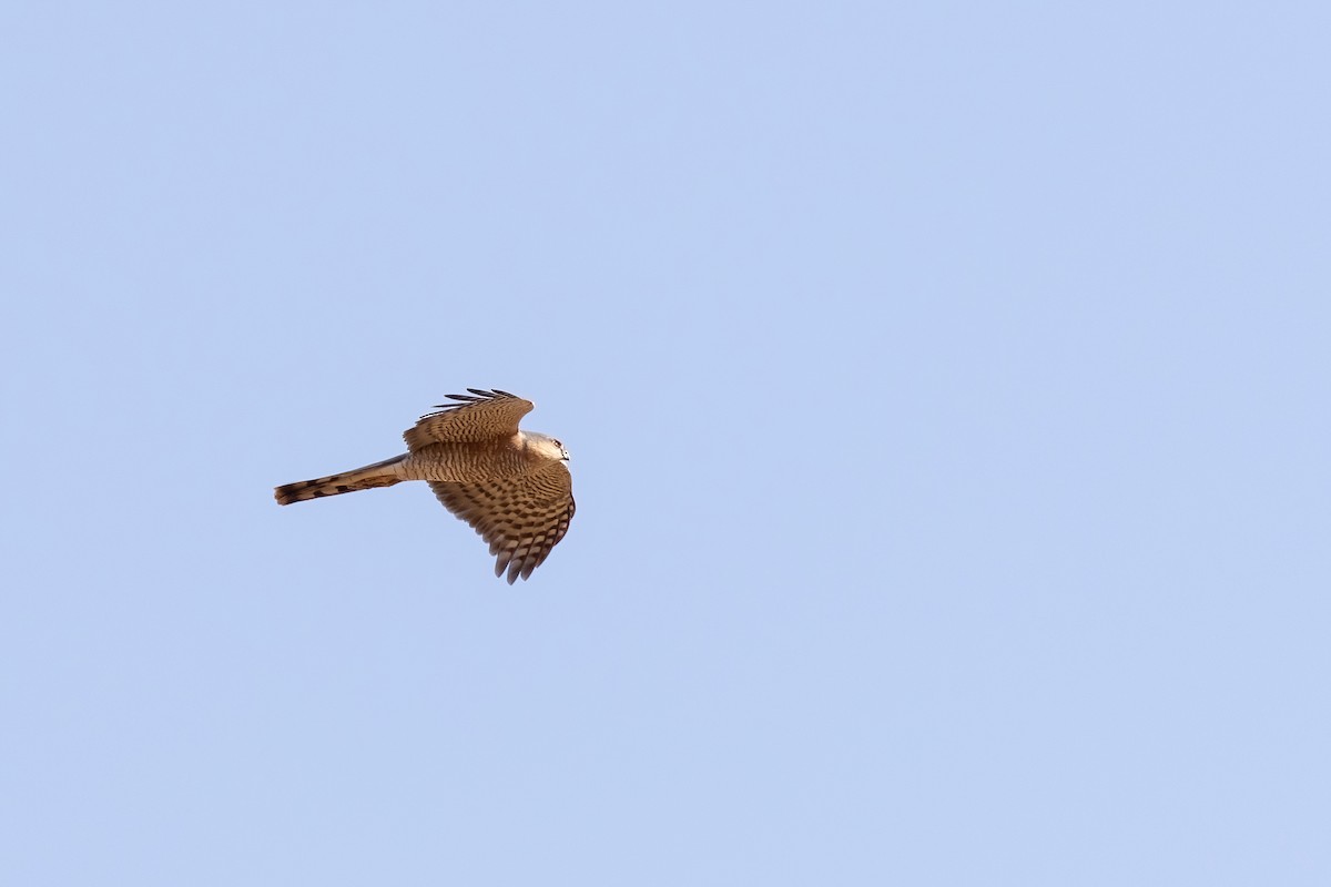 Eurasian Sparrowhawk - ML620561417