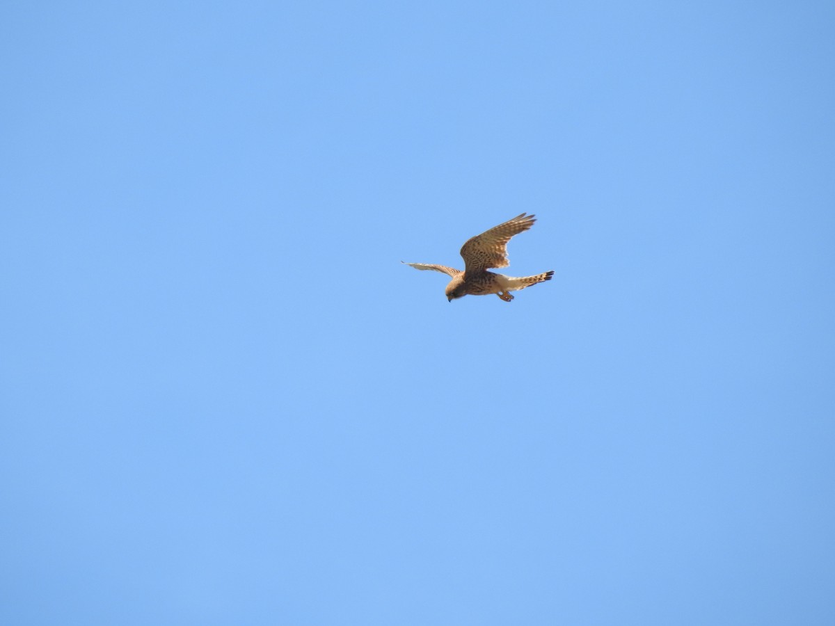 Eurasian Kestrel - ML620561419