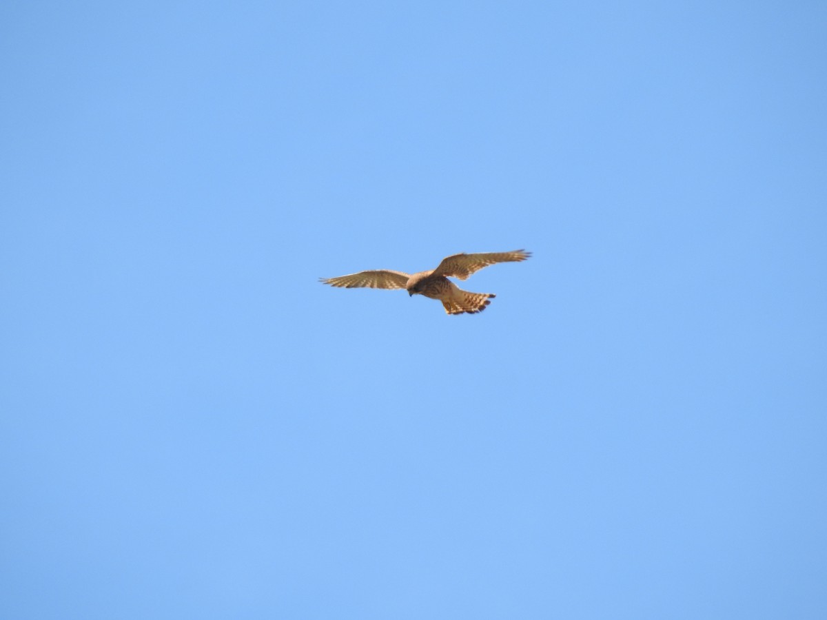 Eurasian Kestrel - ML620561422