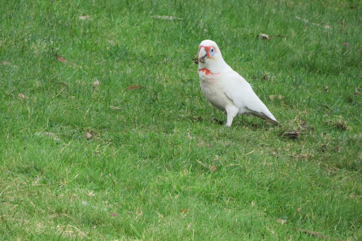 Cacatúa Picofina - ML620561423