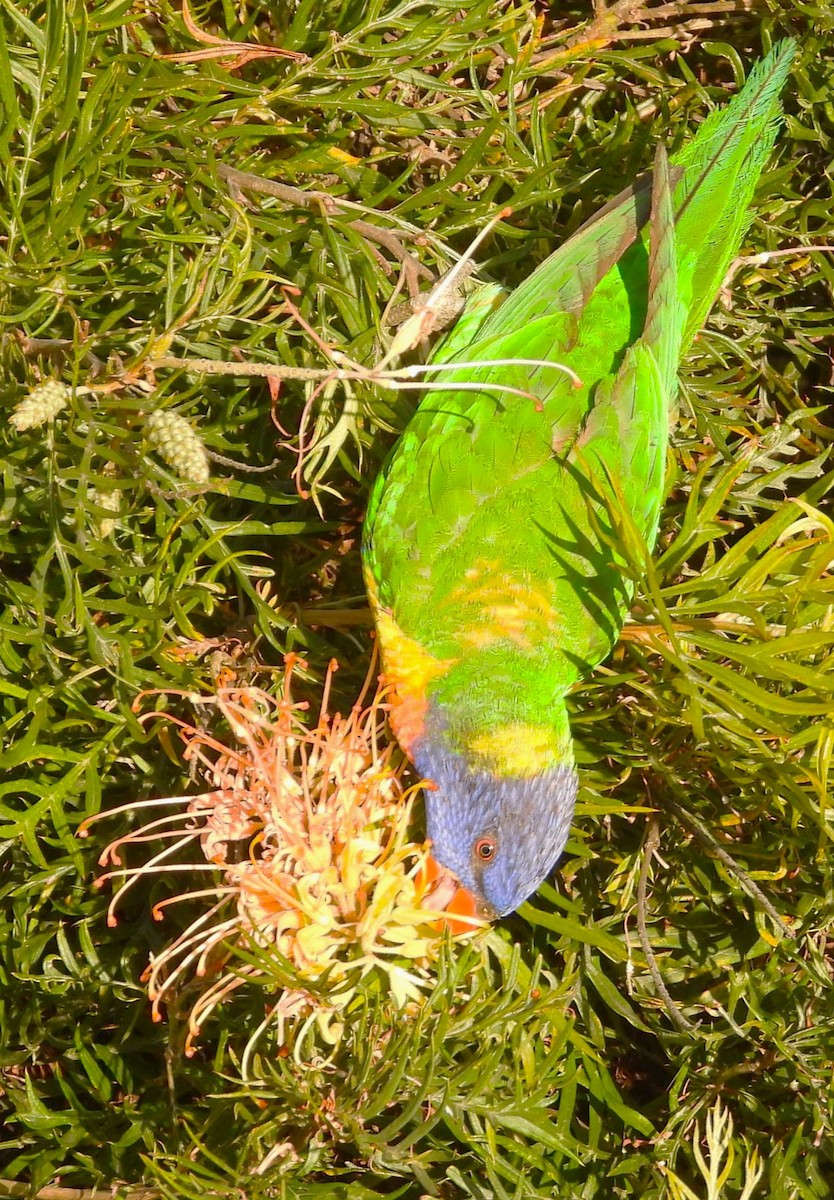 Rainbow Lorikeet - ML620561434