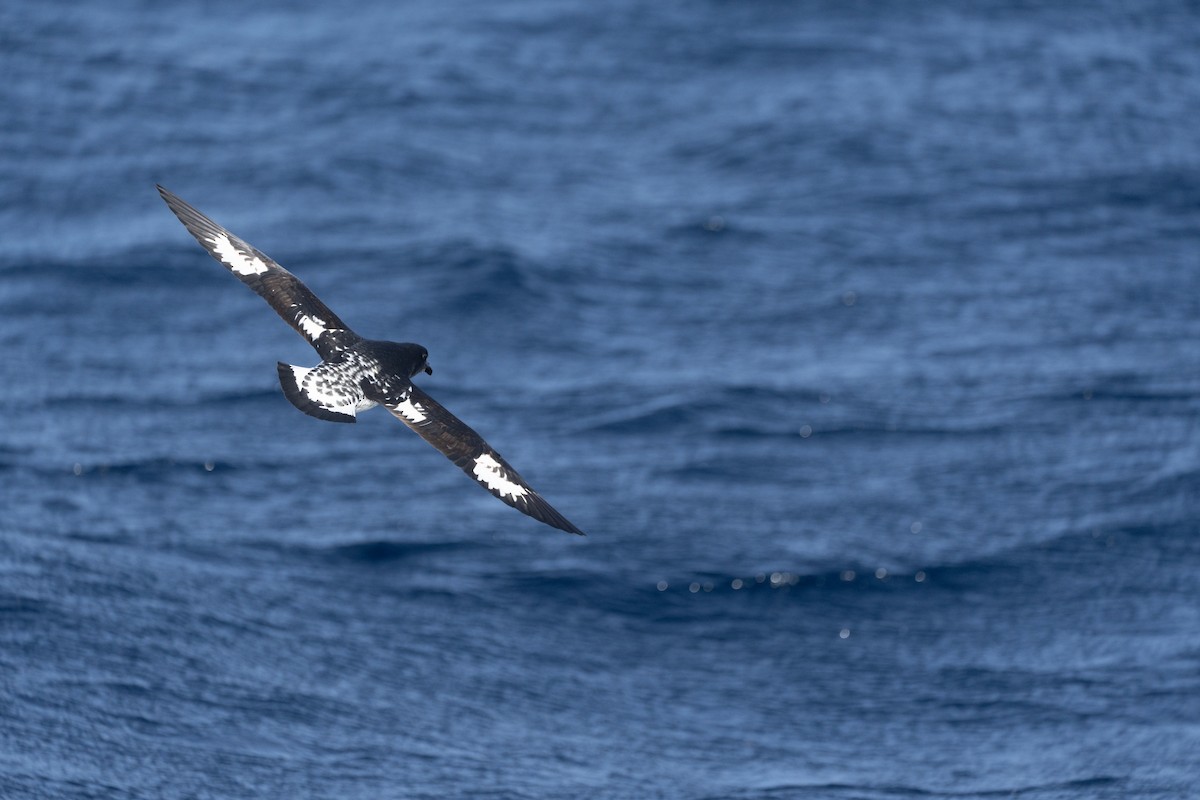 Капский голубок (australe) - ML620561435