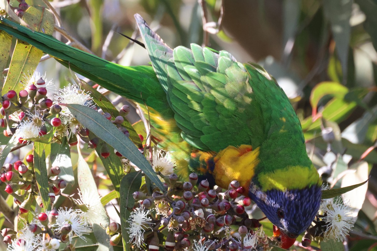 Rainbow Lorikeet - ML620561436