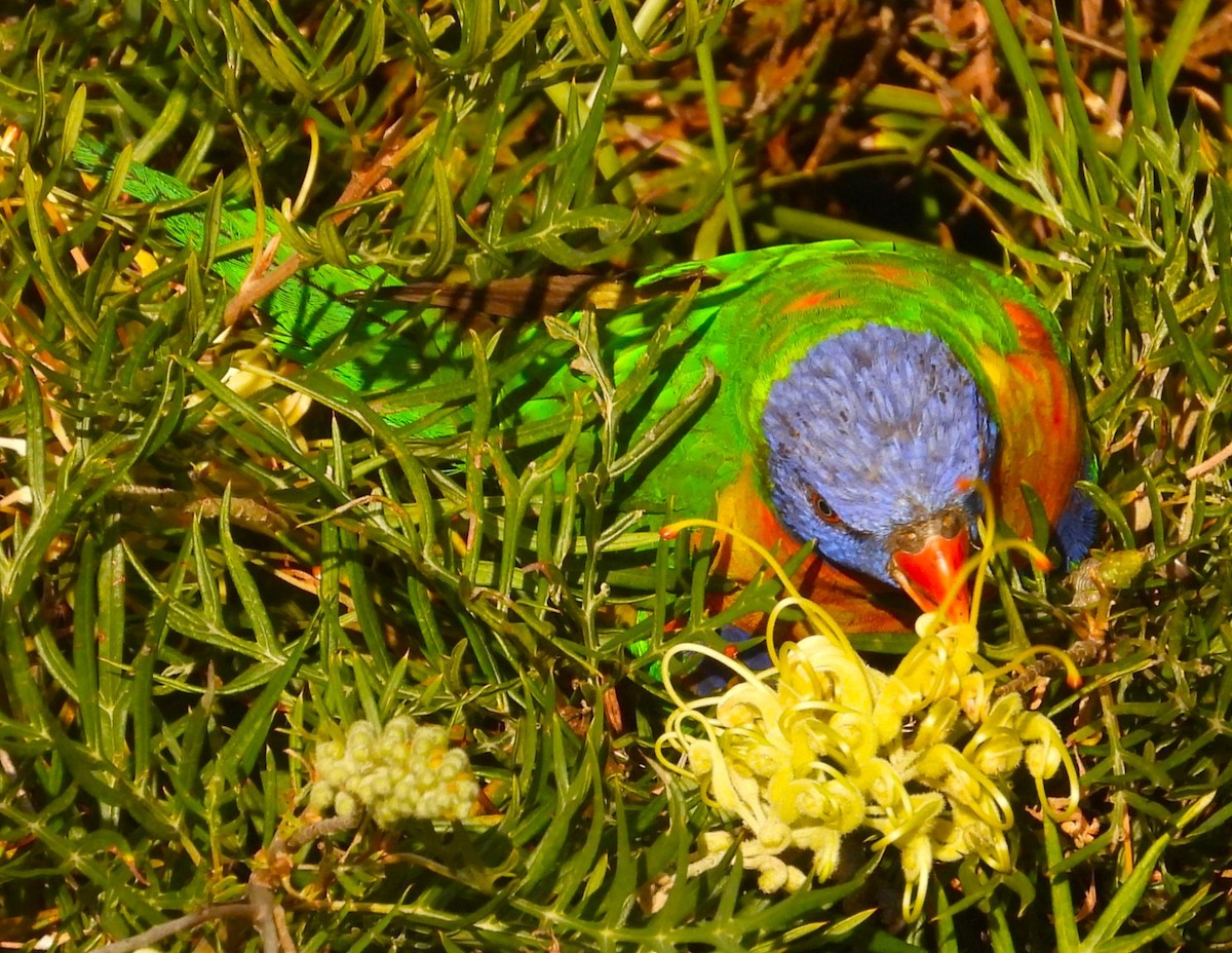 Rainbow Lorikeet - ML620561438