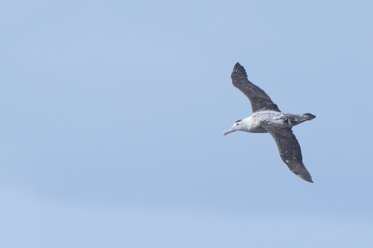 Antipodean Albatross - ML620561439
