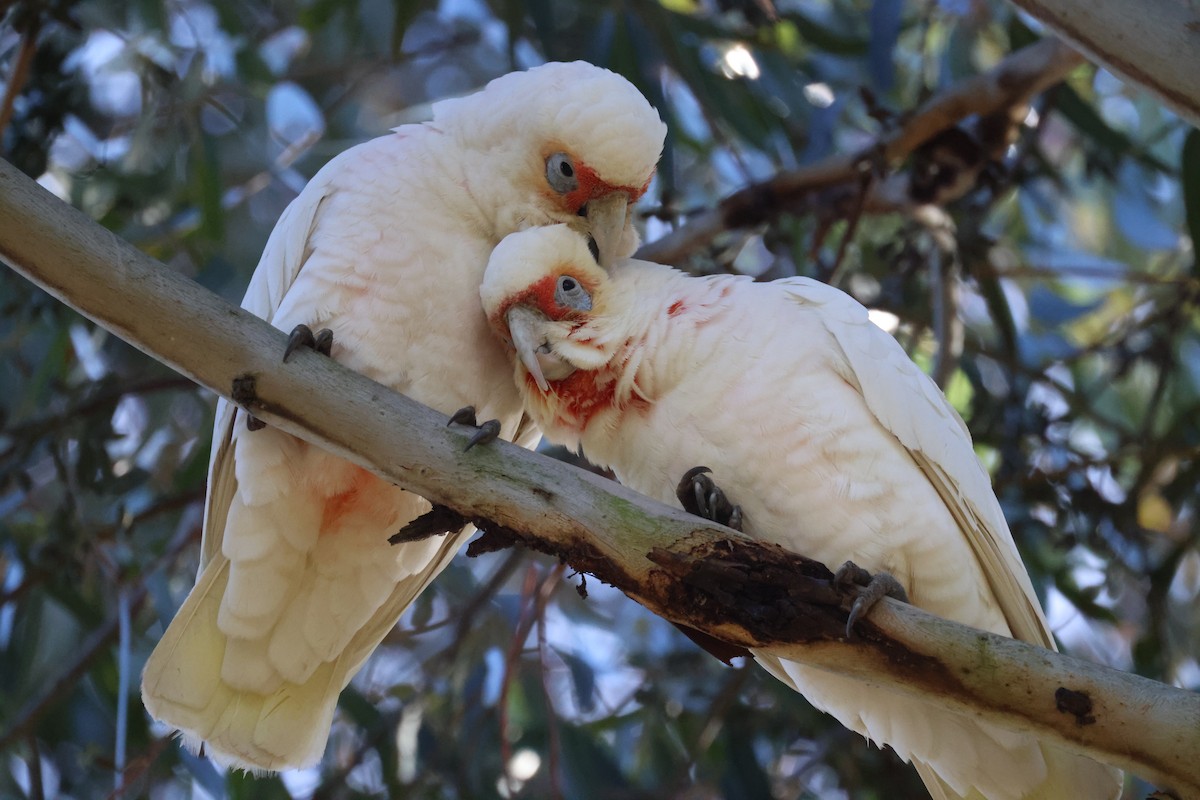 Long-billed Corella - ML620561440