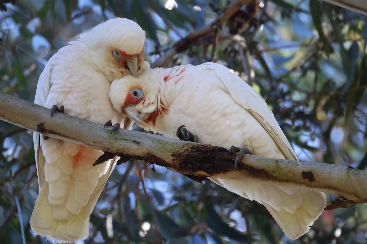 Cacatúa Picofina - ML620561442