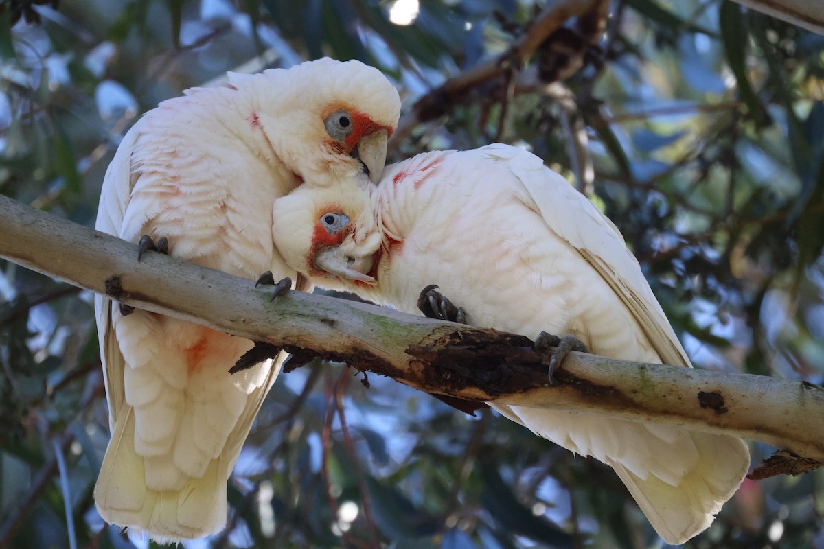 Cacatúa Picofina - ML620561443