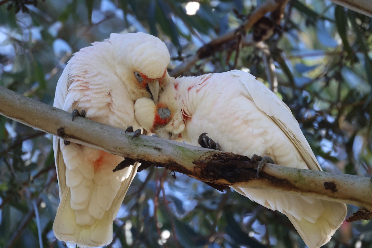 Cacatúa Picofina - ML620561446