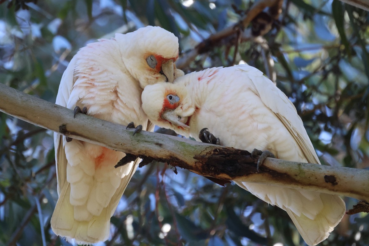 Long-billed Corella - GEOFFREY SHINKFIELD