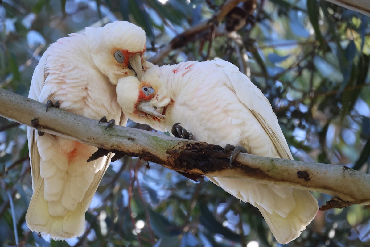 Cacatúa Picofina - ML620561452