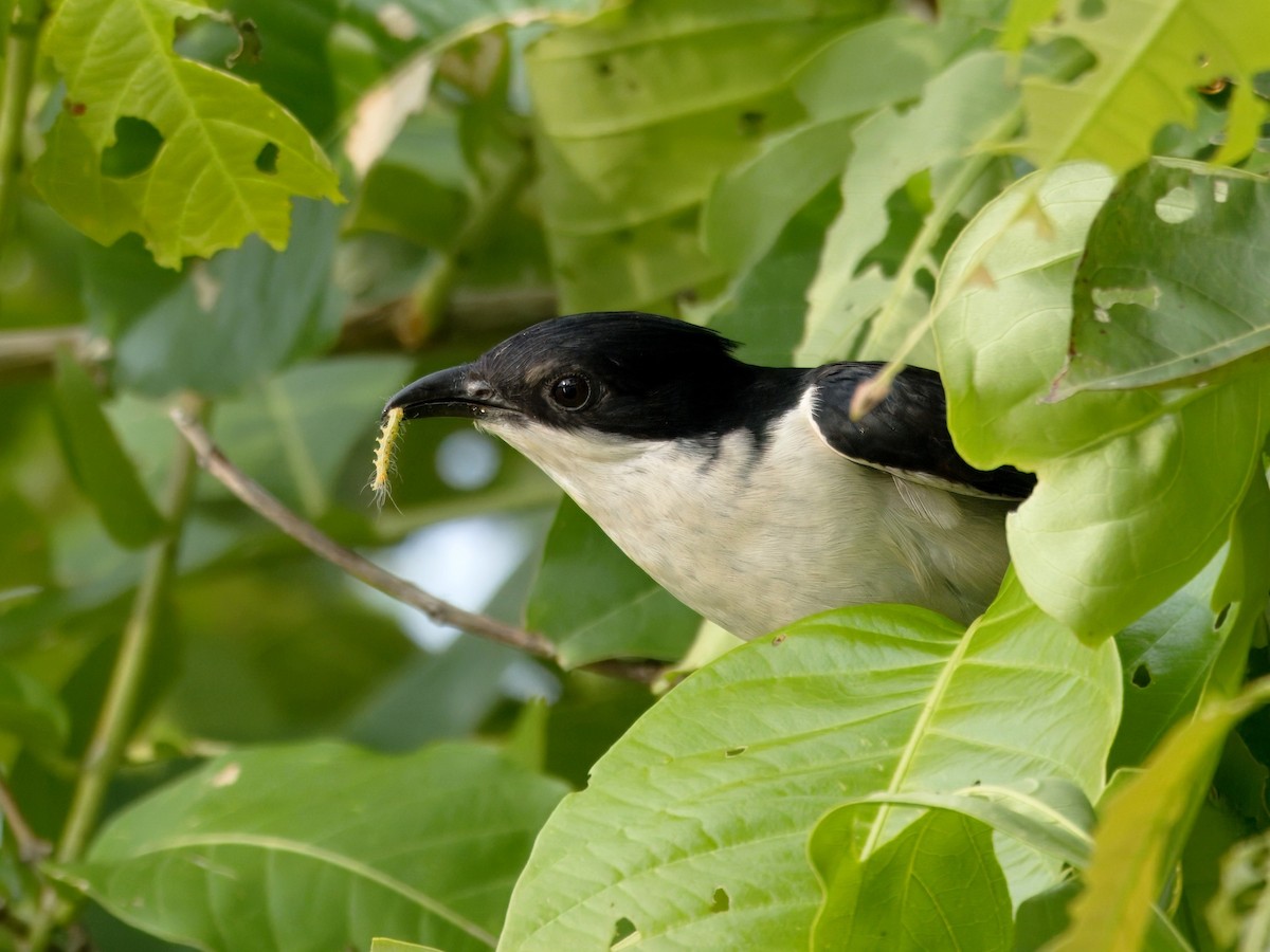 Pied Cuckoo - ML620561455