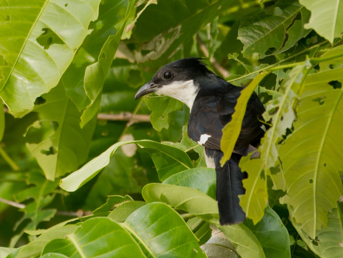 Pied Cuckoo - ML620561457