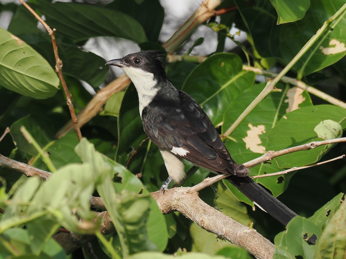 Pied Cuckoo - ML620561461