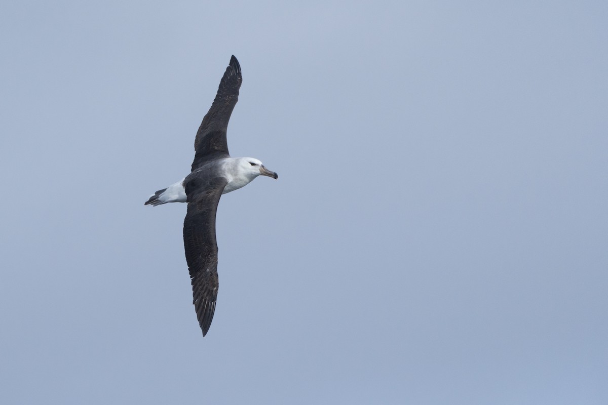 Black-browed Albatross - ML620561462