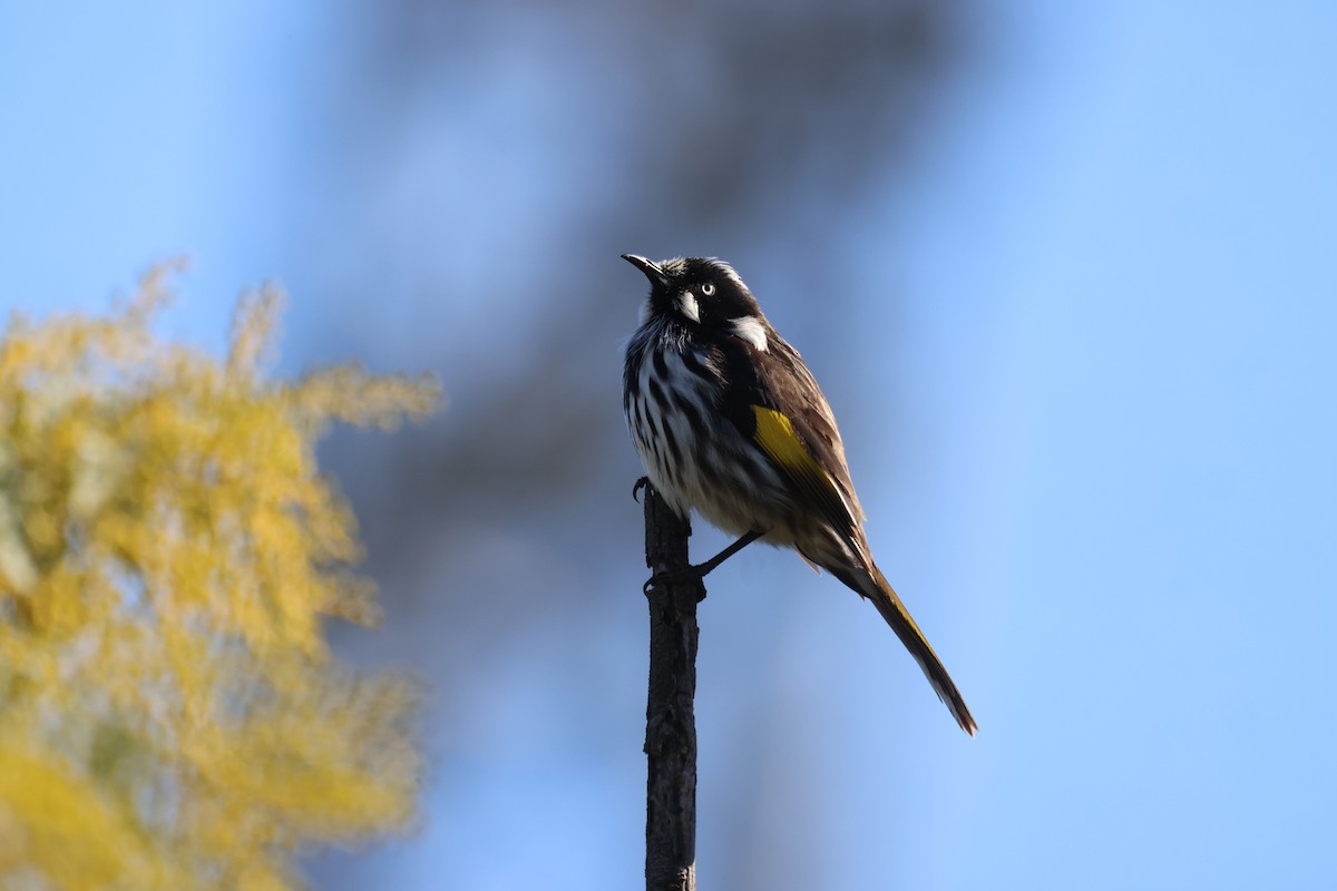 New Holland Honeyeater - ML620561470